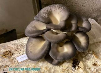 funghi pleurotus balla