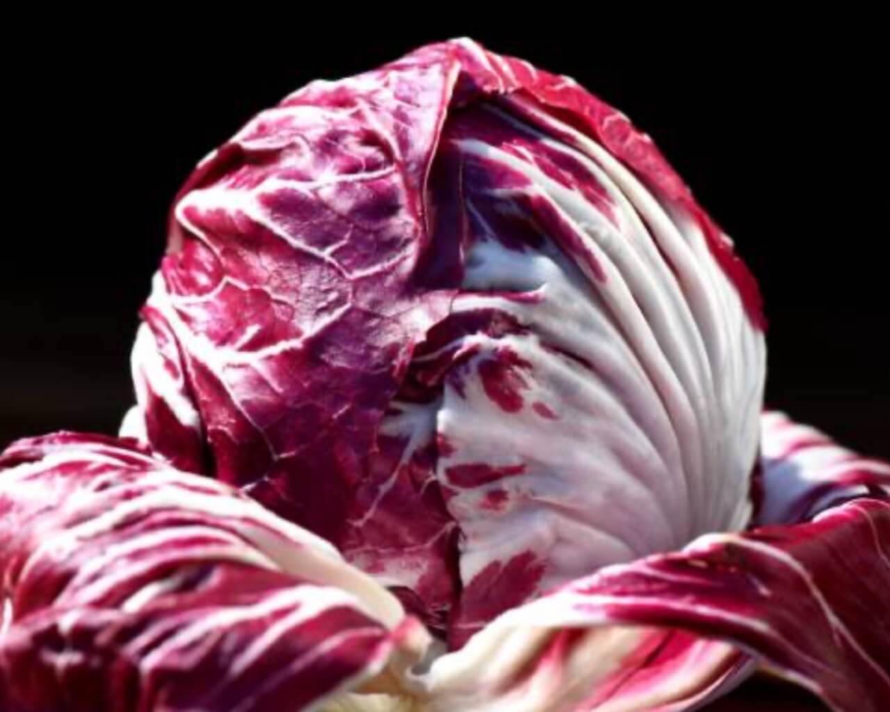 tutto quello che devi sapere sul radicchio